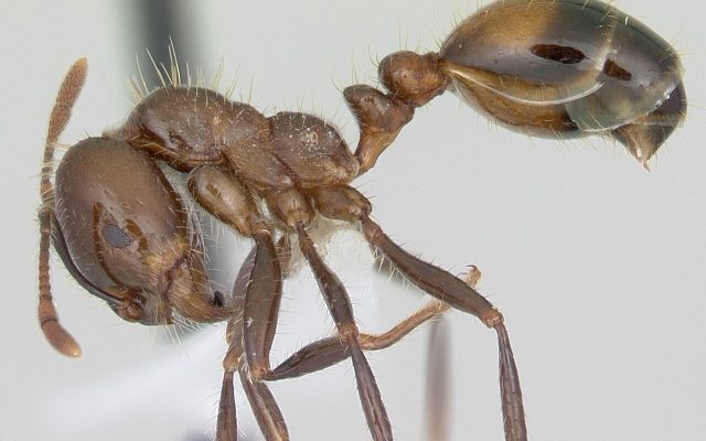 Black Imported Fire Ant reference