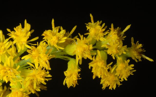 Canada Goldenrod reference