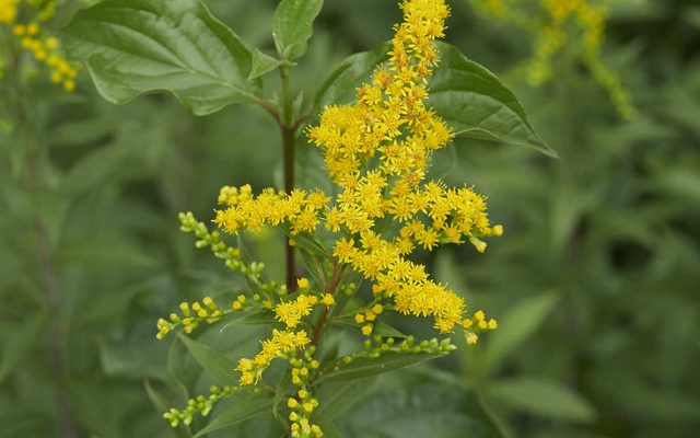 Giant Goldenrod reference