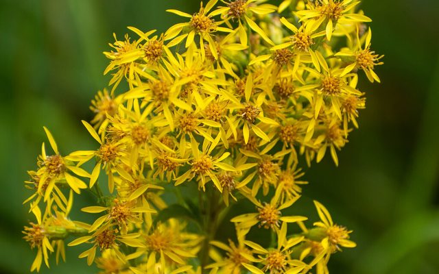 European Goldenrod reference