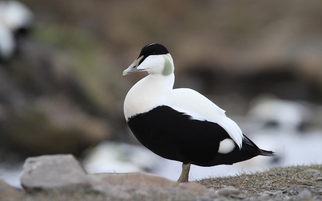 Common Eider reference