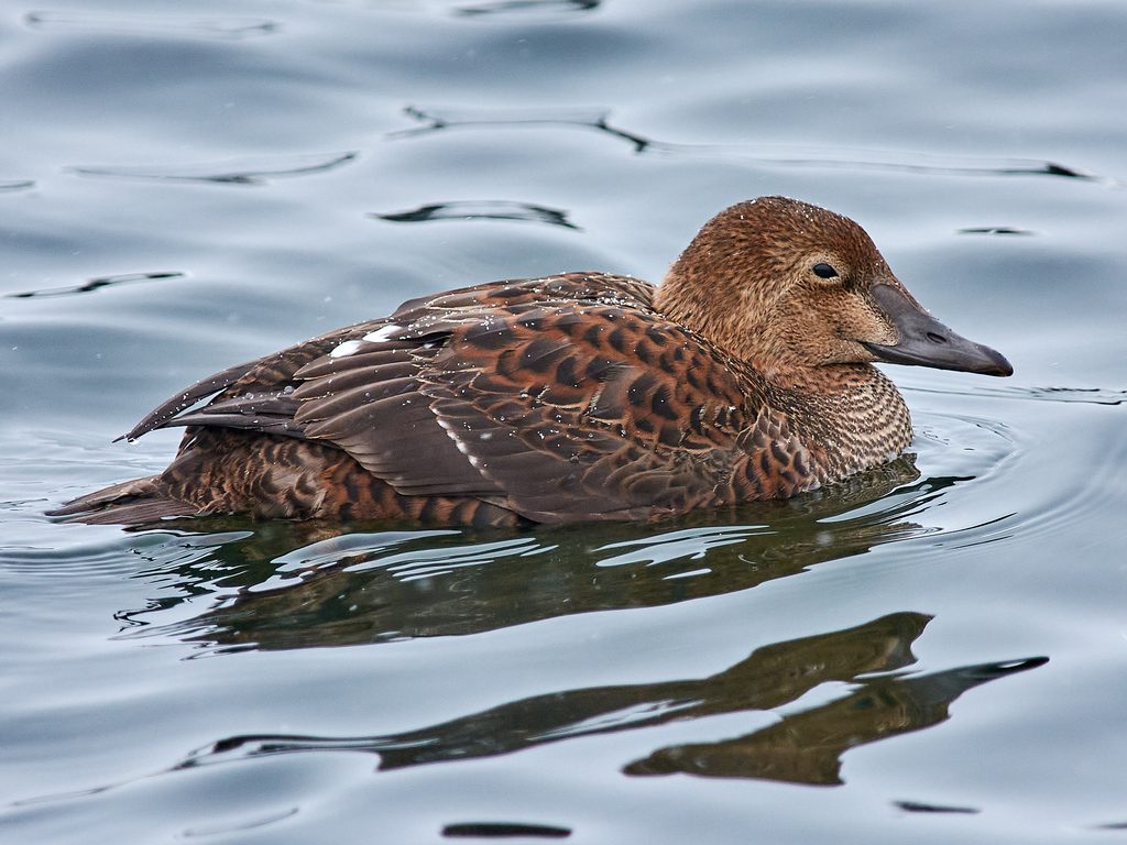 King Eider reference