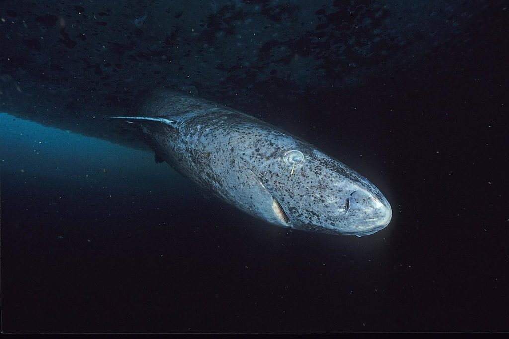 Greenland Shark reference