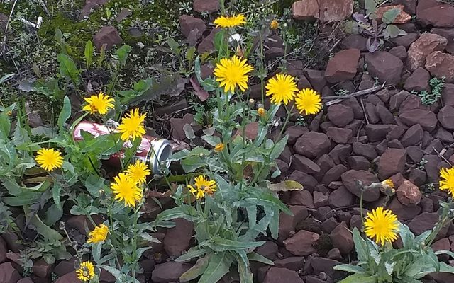 Perennial Sowthistle reference