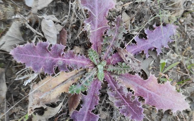 Prickly Sowthistle reference