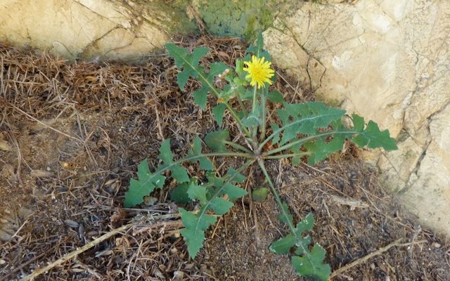 Common Sowthistle reference