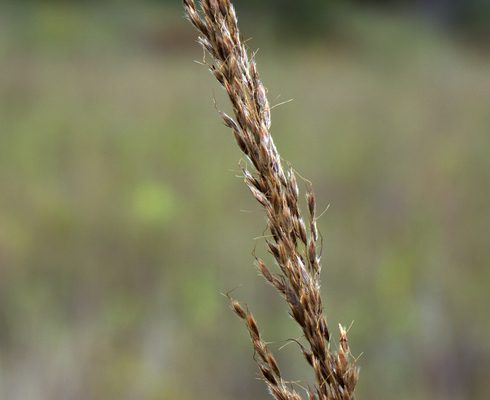Indiangrass reference
