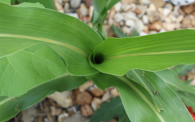 Sorghum reference