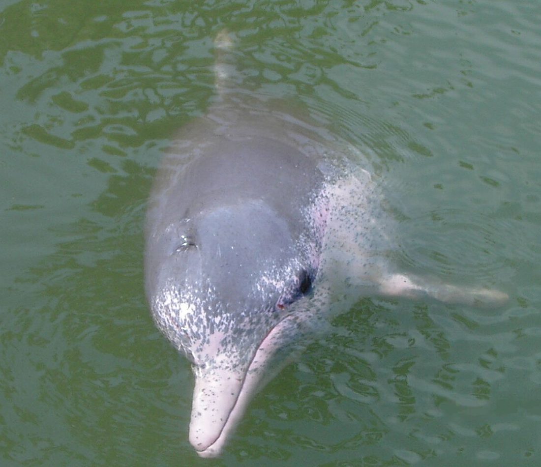 Indo-Pacific Humpback Dolphin reference