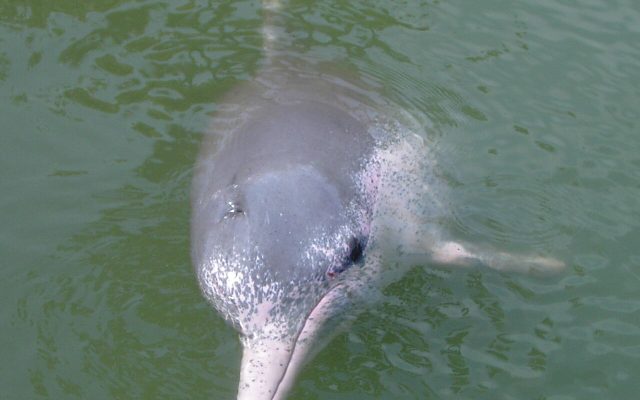 Indo-Pacific Humpback Dolphin reference