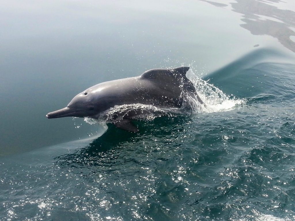 Indian Ocean Humpback Dolphin reference