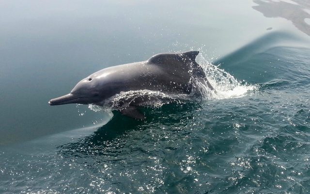 Indian Ocean Humpback Dolphin reference