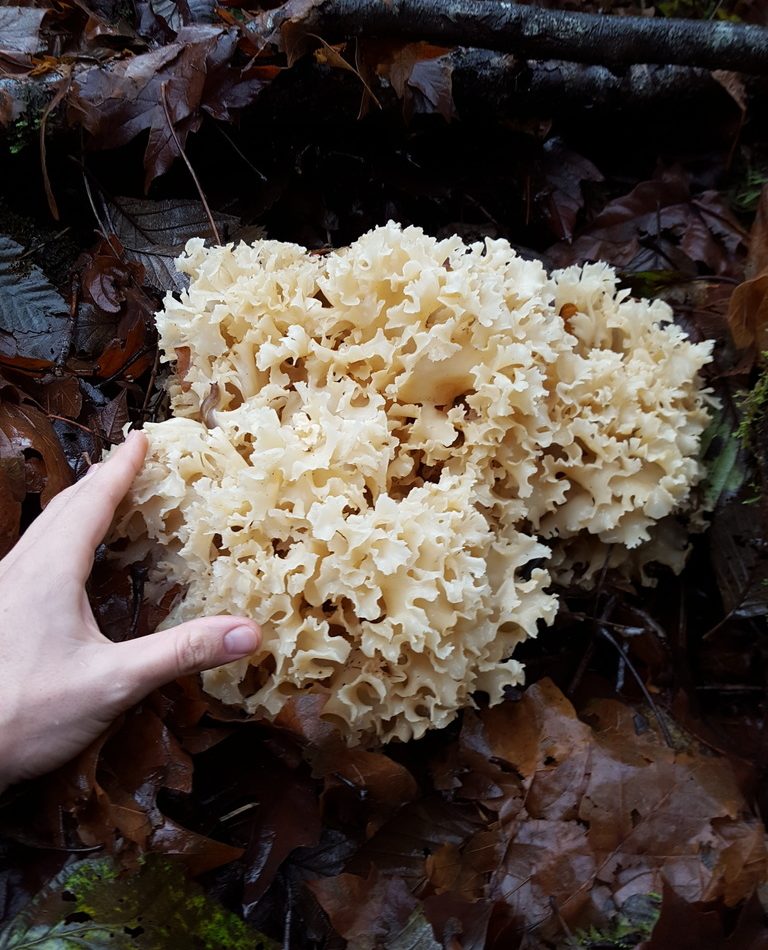 Cauliflower Mushroom reference