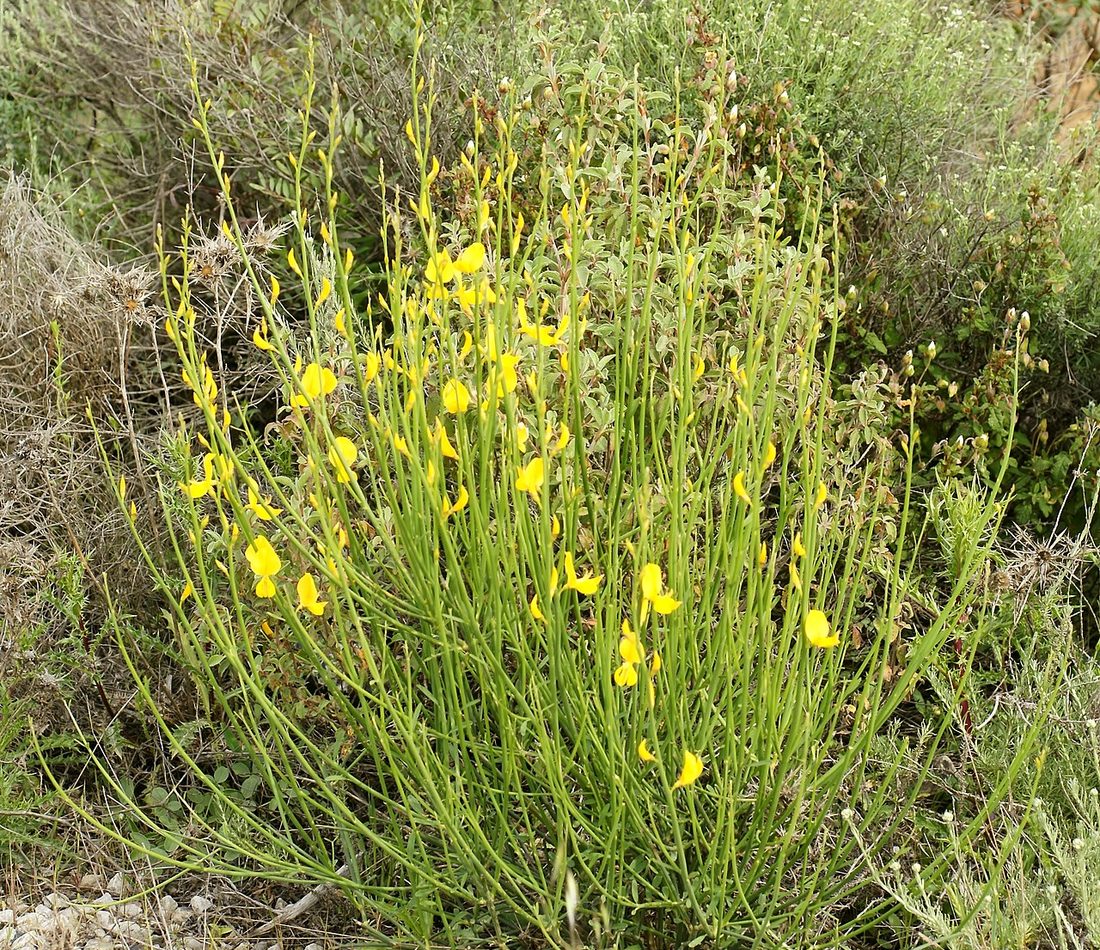 Spanish Broom reference