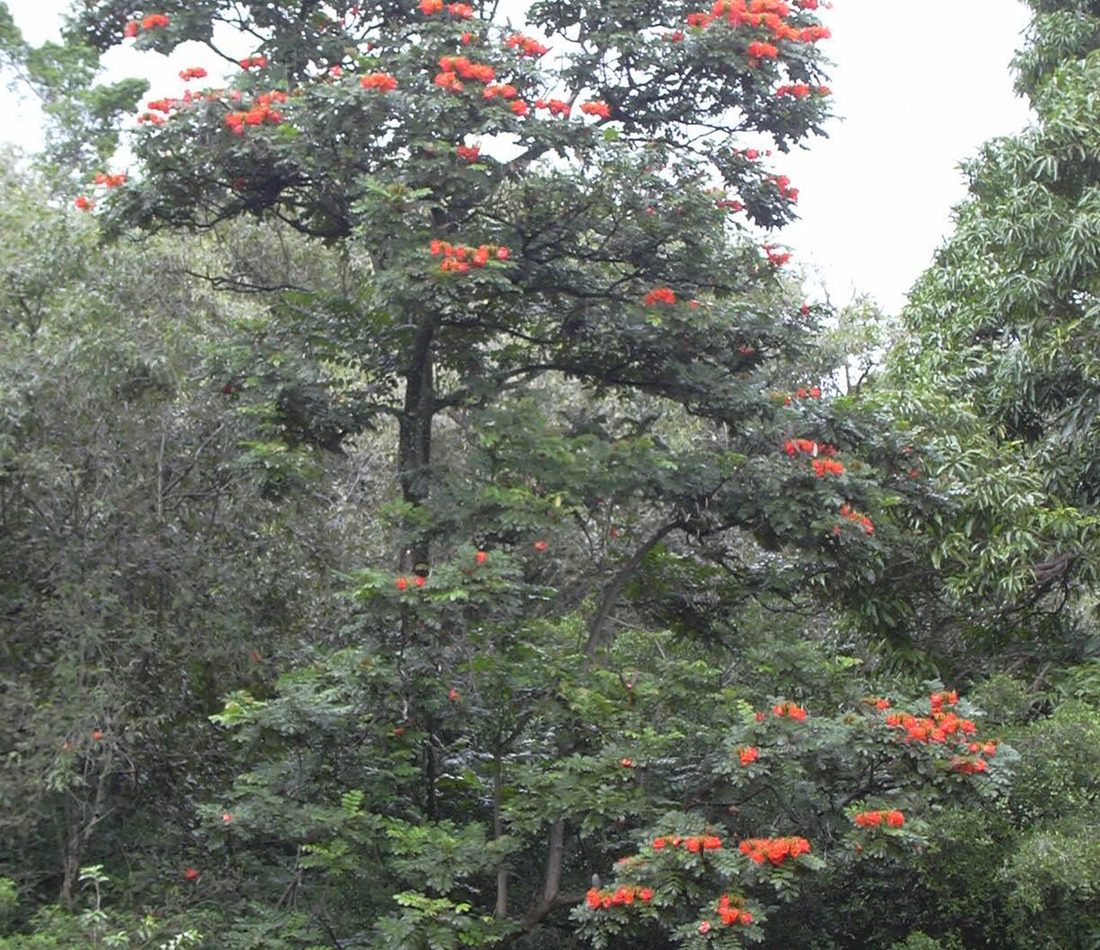 Spathodea campanulata reference