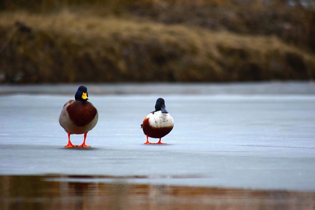 Northern Shoveler reference