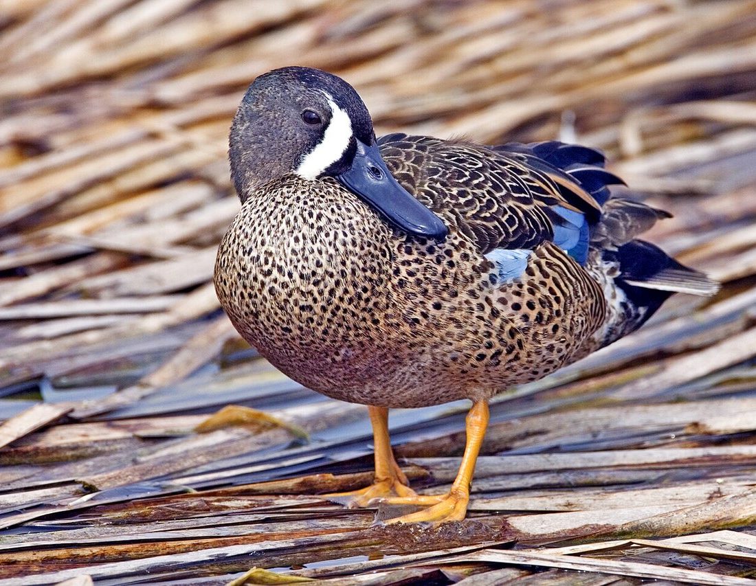 Blue-winged Teal reference