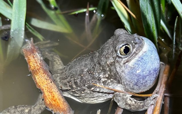 Plains Spadefoot reference