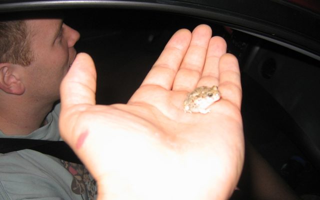 Western Spadefoot reference
