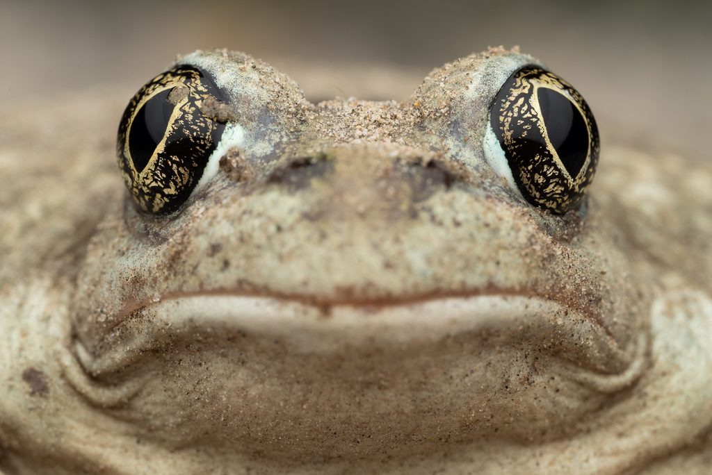 Great Basin Spadefoot reference