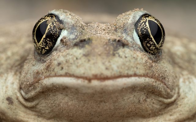 Great Basin Spadefoot reference