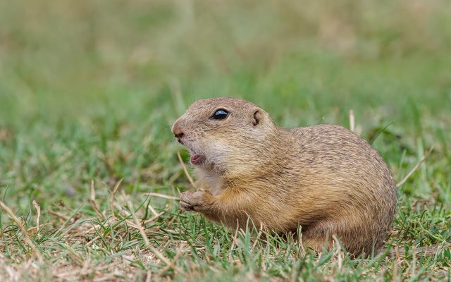 European Ground Squirrel reference