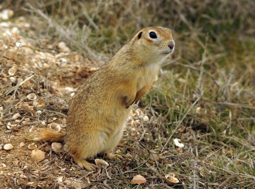 Little Ground Squirrel reference