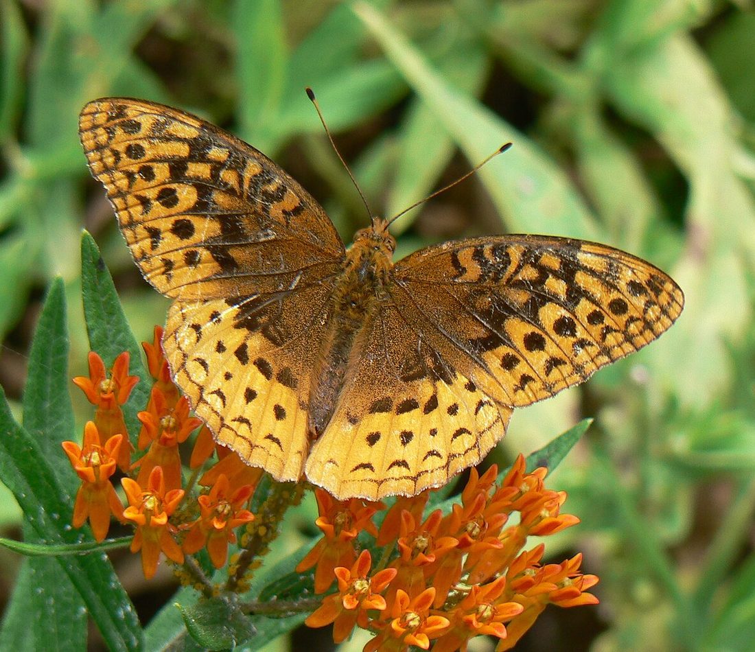 Great Spangled Fritillary reference