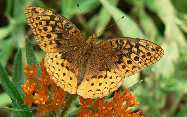 Great Spangled Fritillary reference