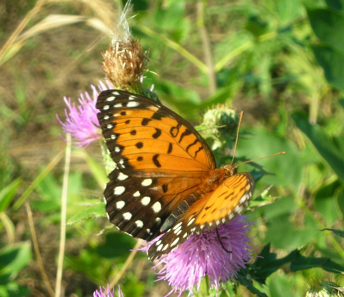 Regal Fritillary reference