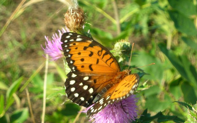 Regal Fritillary reference