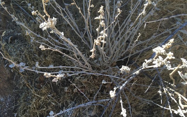 Desert Globemallow reference