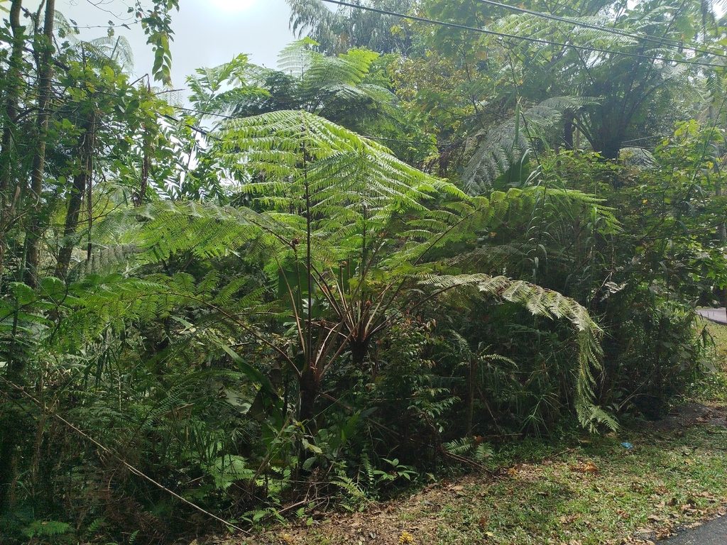 Asian Tree Fern reference