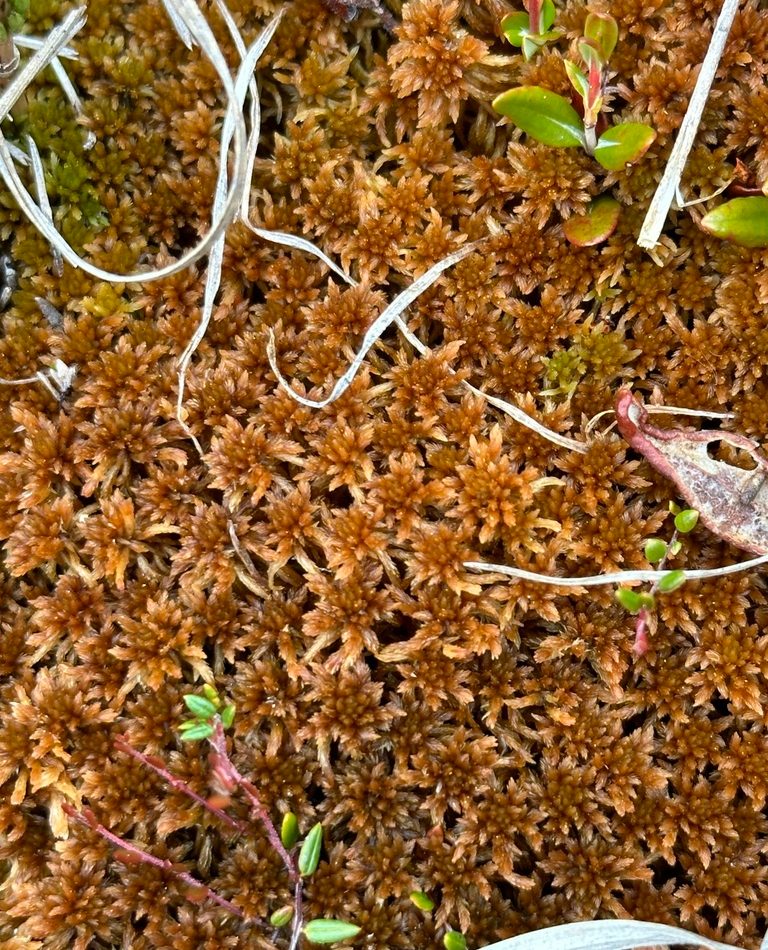 Sphagnum Moss reference