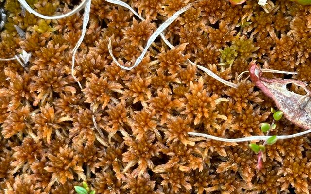 Rusty Peat Moss reference