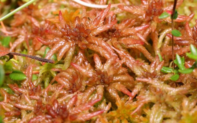 Magellanic Bogmoss reference