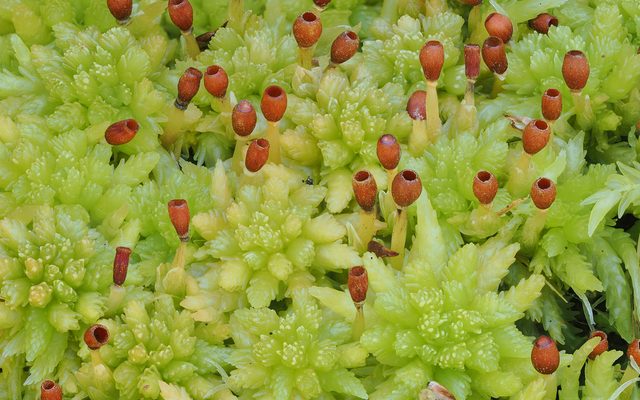 Blunt-leaved Bog-moss reference