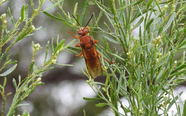 Pacific Cicada Killer reference