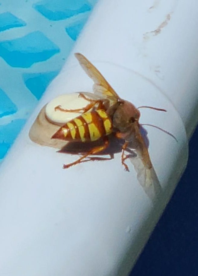 Western Cicada Killer reference