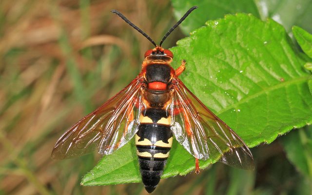 Eastern Cicada Killer reference