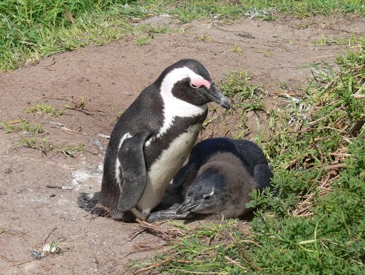 African Penguin reference