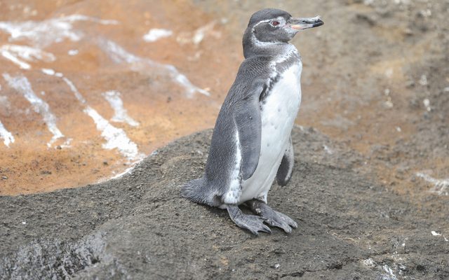 Galapagos Penguin reference