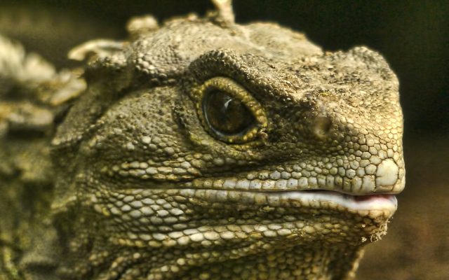 Tuatara reference