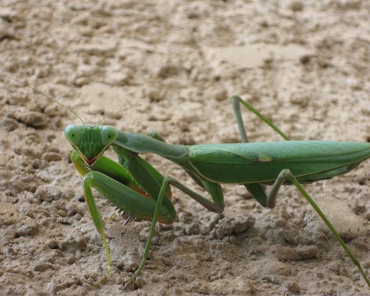 African Mantis