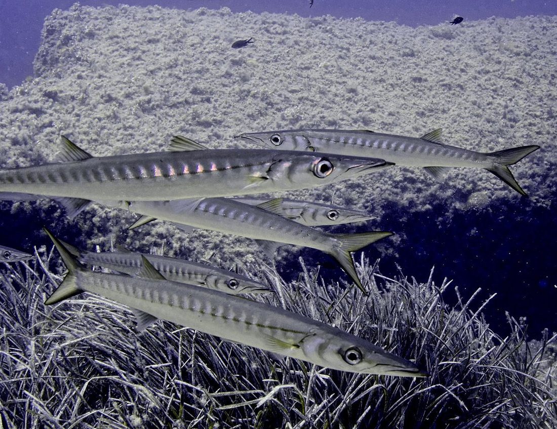 European Barracuda reference