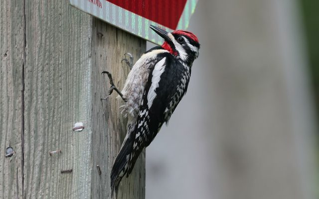 Yellow-bellied Sapsucker reference