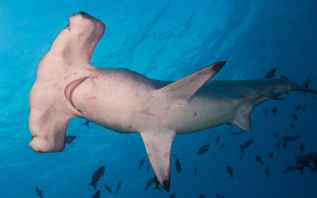 Scalloped Hammerhead reference