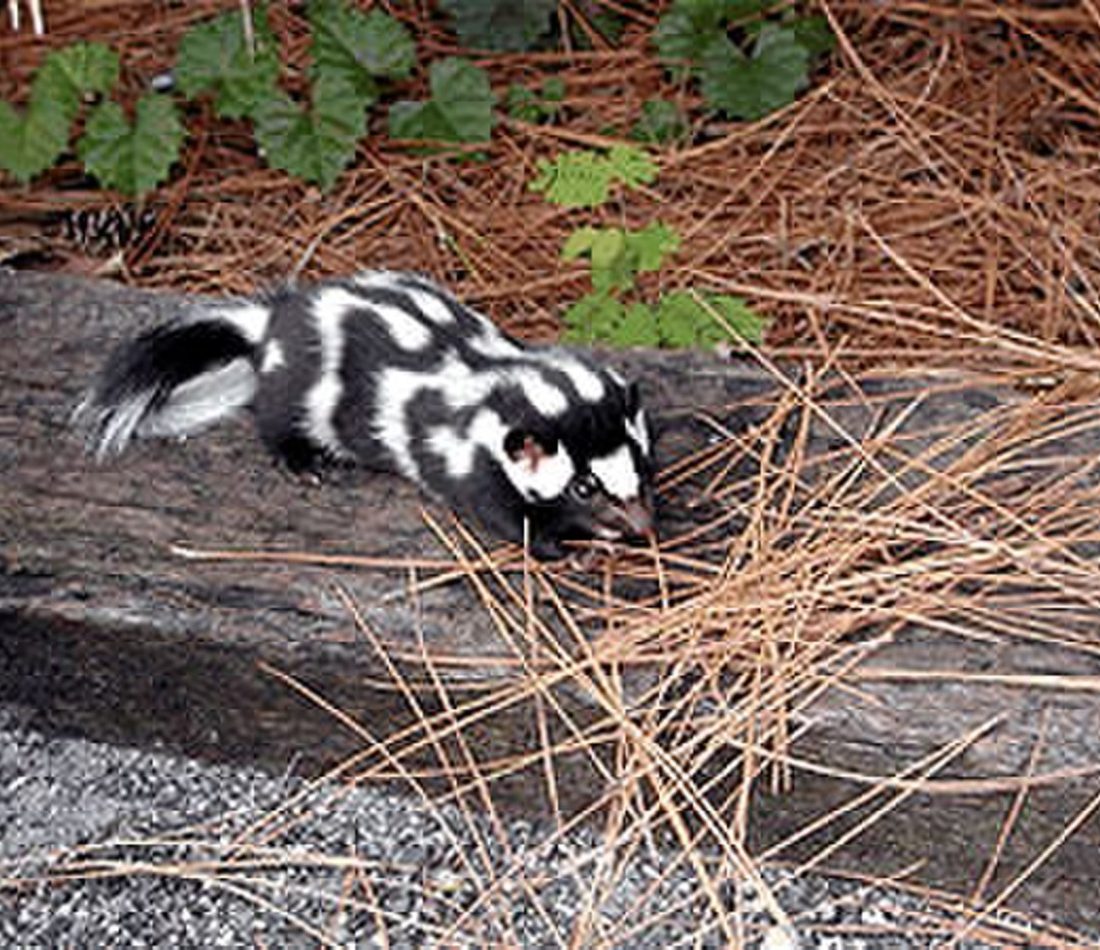 Eastern Spotted Skunk reference
