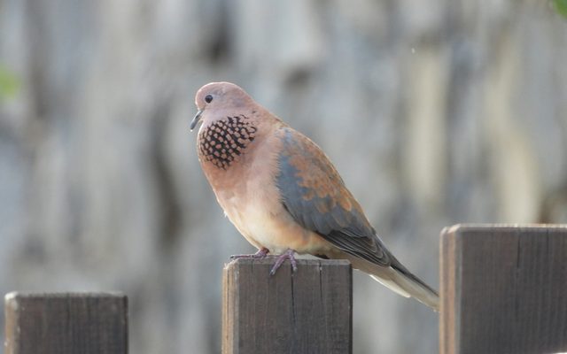 Laughing Dove reference
