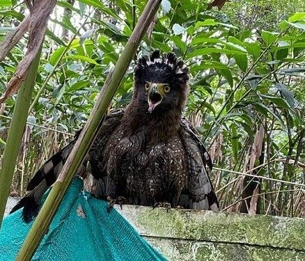 Crested Serpent-eagle reference